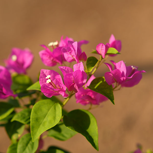 Bougainvillea