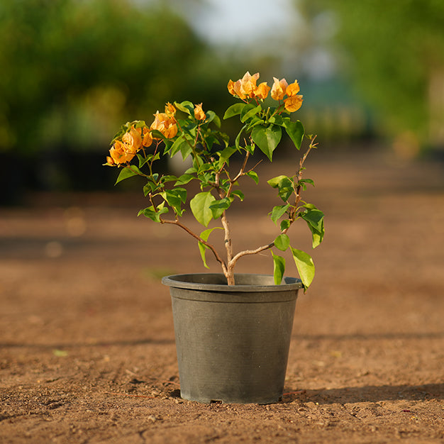Bougainvillea
