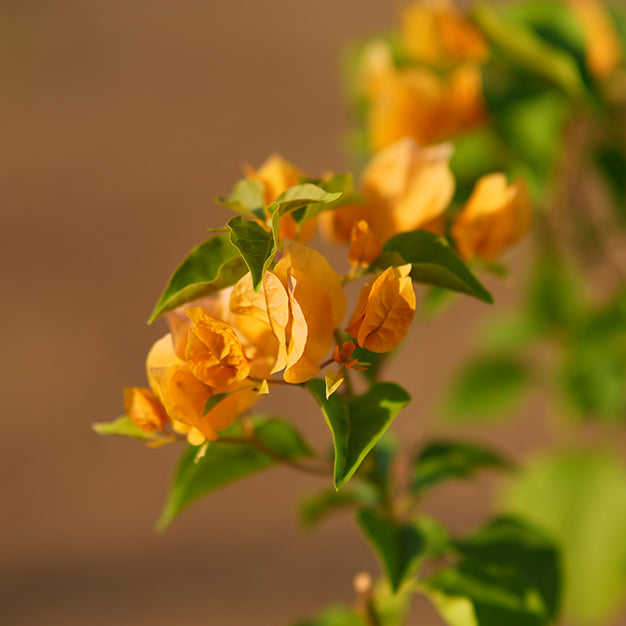 Bougainvillea