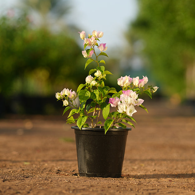 Bougainvillea