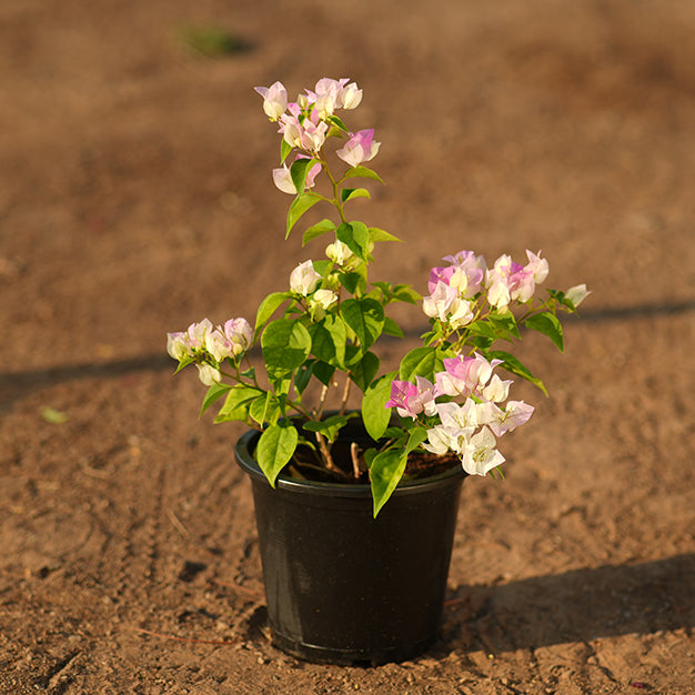 Bougainvillea