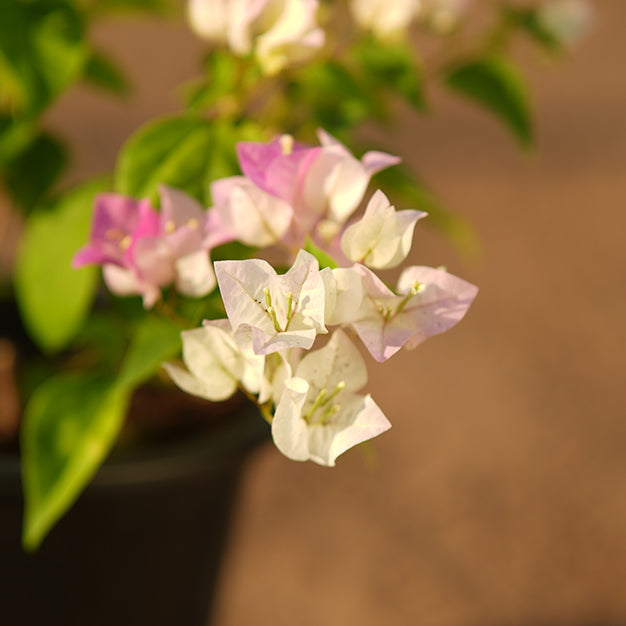 Bougainvillea