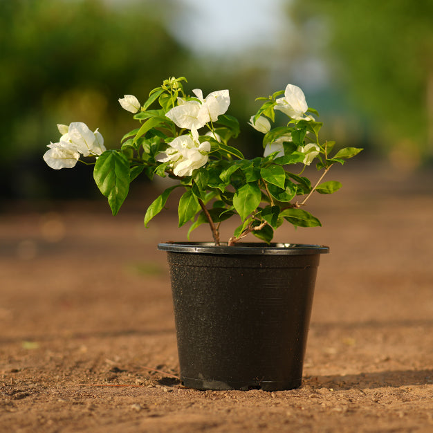 Bougainvillea