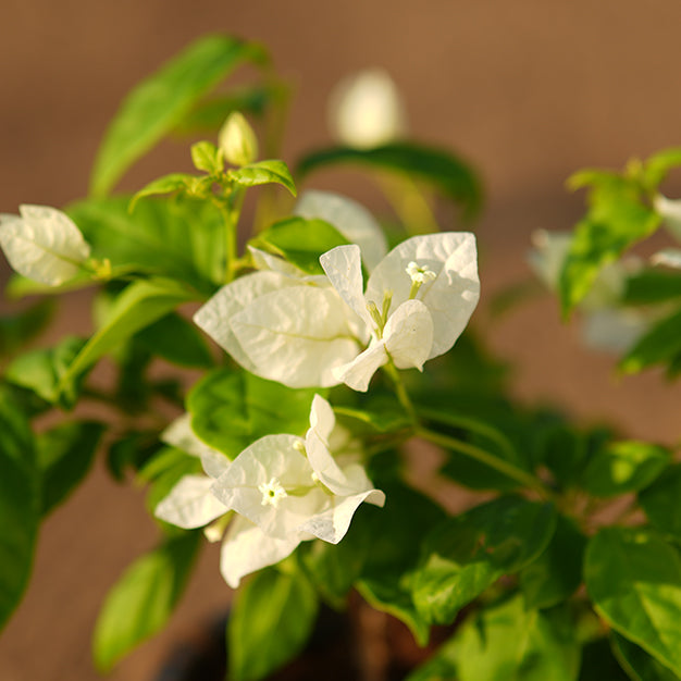 Bougainvillea