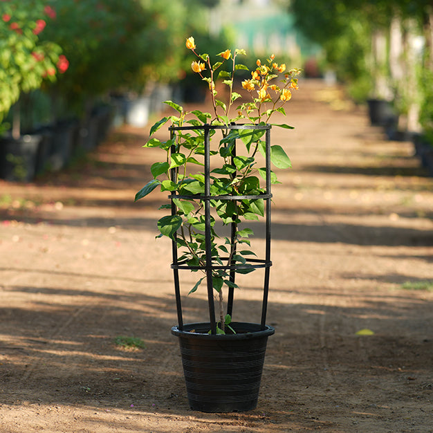 Bougainvillea