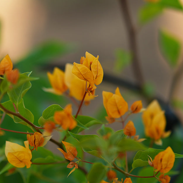 Bougainvillea