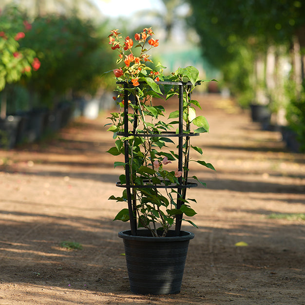 Bougainvillea