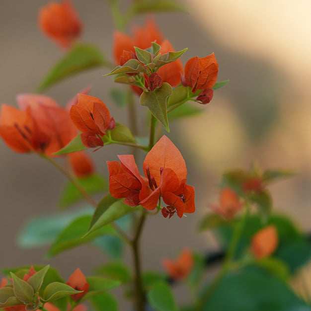 Bougainvillea
