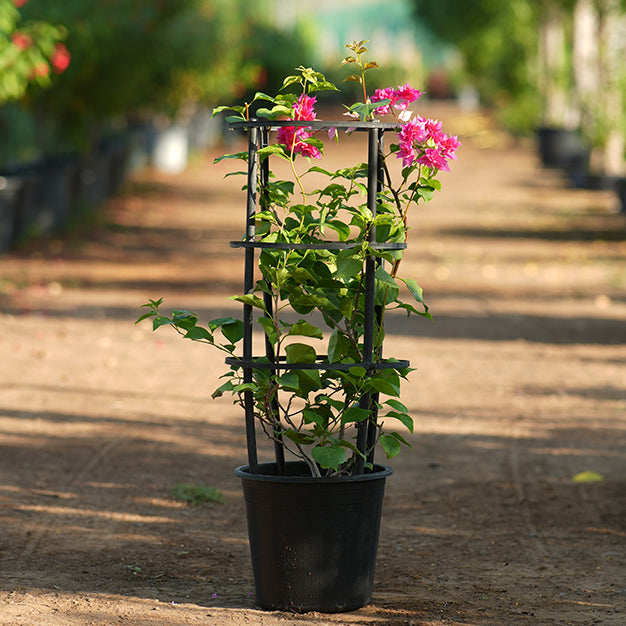 Bougainvillea