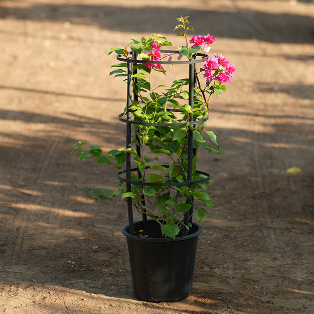 Bougainvillea