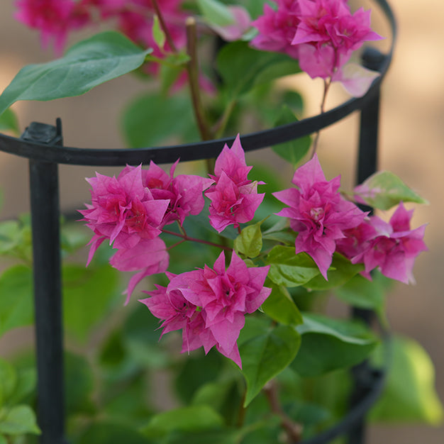 Bougainvillea