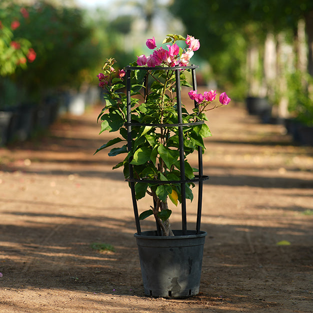 Bougainvillea