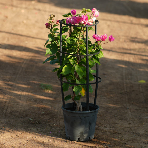 Bougainvillea