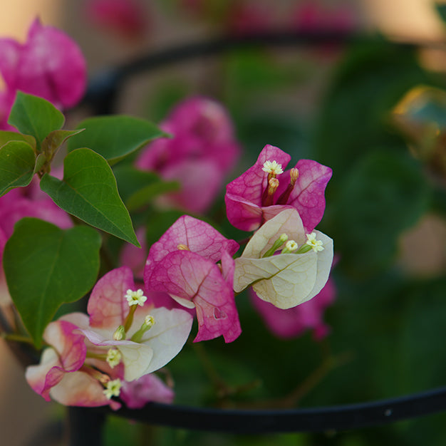 Bougainvillea