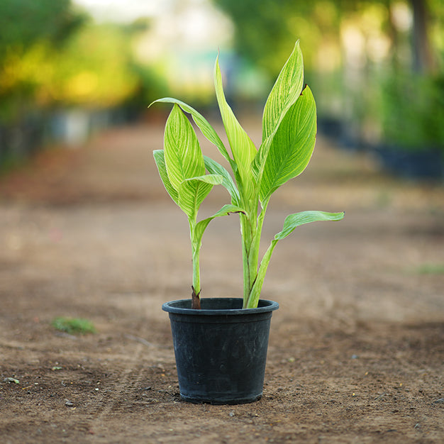 Canna indica