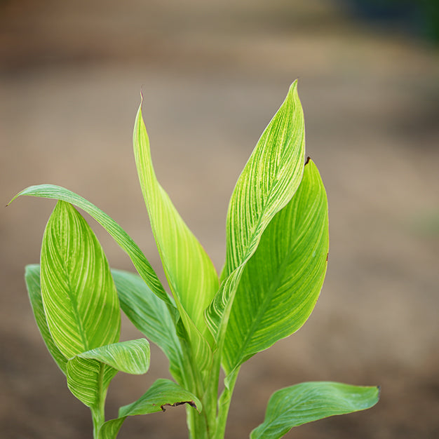 Canna indica