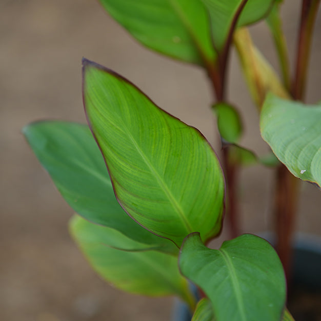 Canna indica variegate