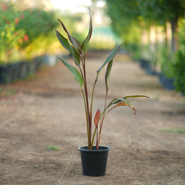 Canna indica variegate