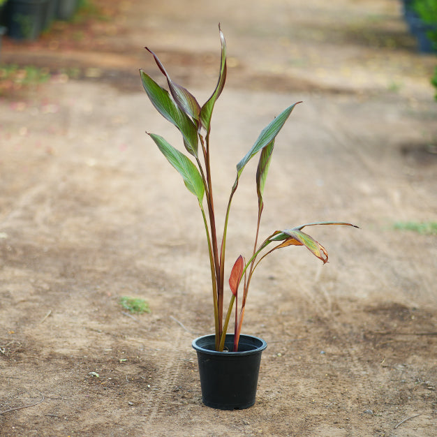 Canna indica variegate