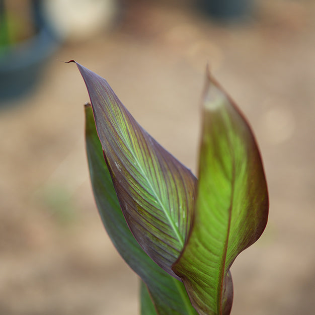Canna indica variegate