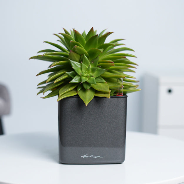 Lechuza Cube Glossy