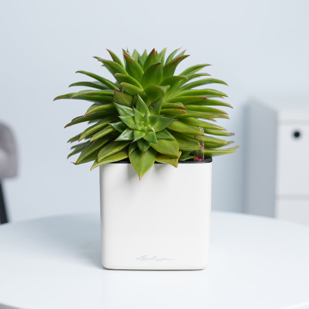 Lechuza Cube Glossy