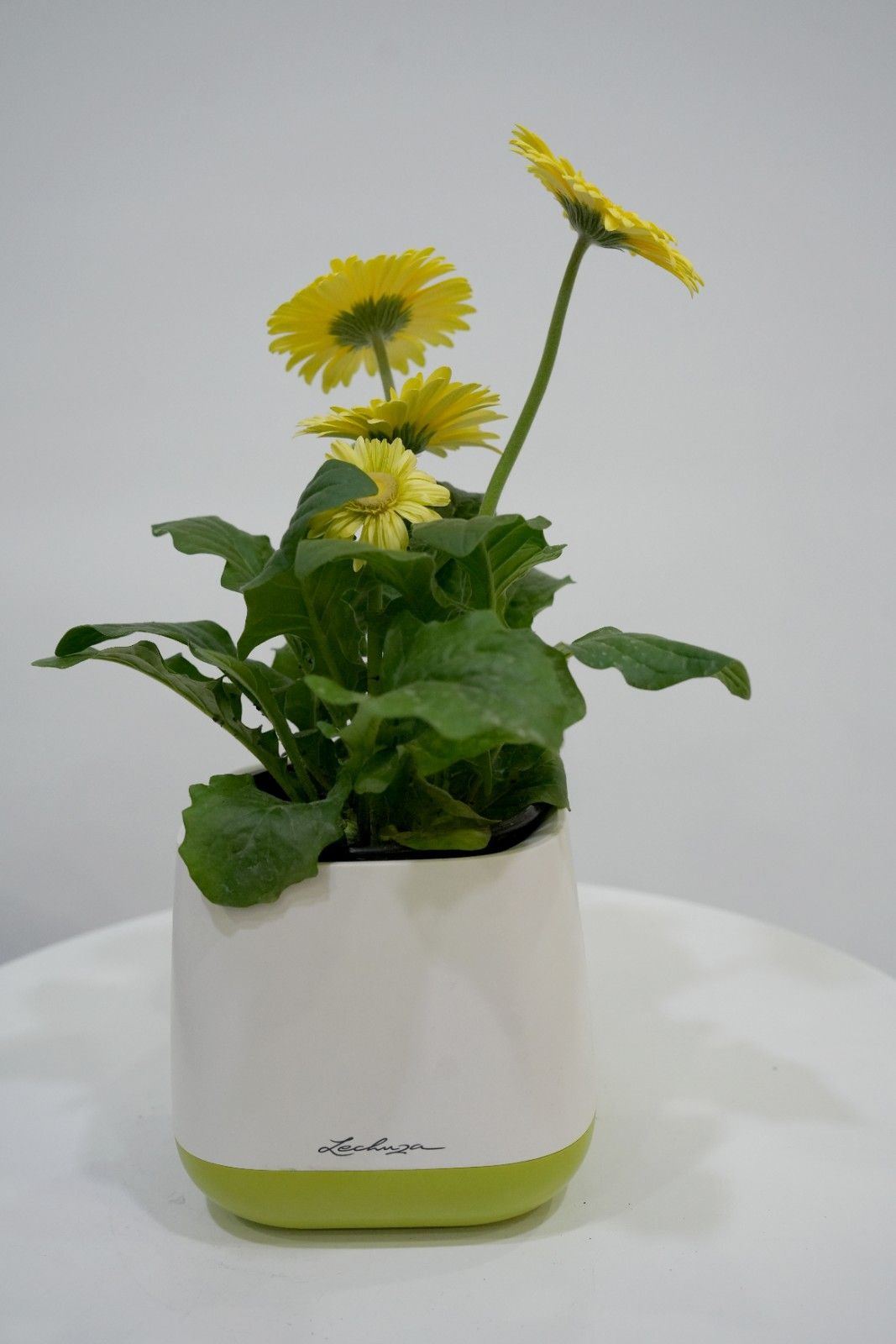 Chrysanthemum