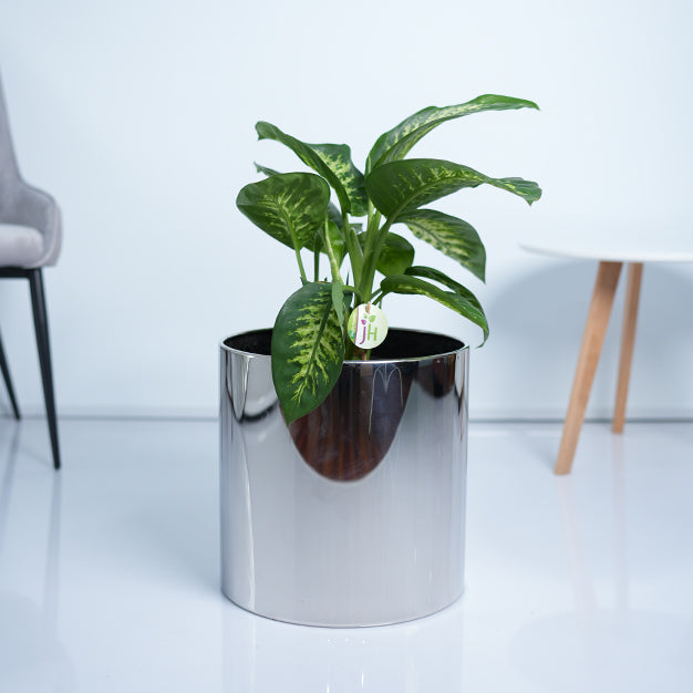 Dieffenbachia