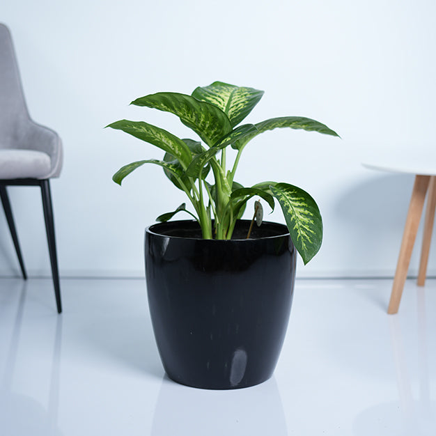 Dieffenbachia