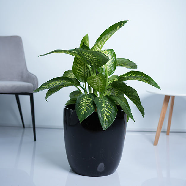 Dieffenbachia