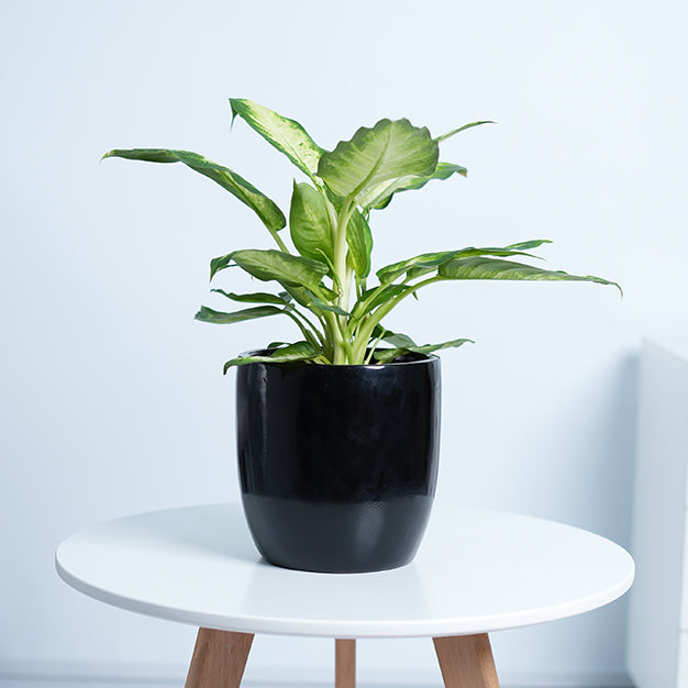 Dieffenbachia