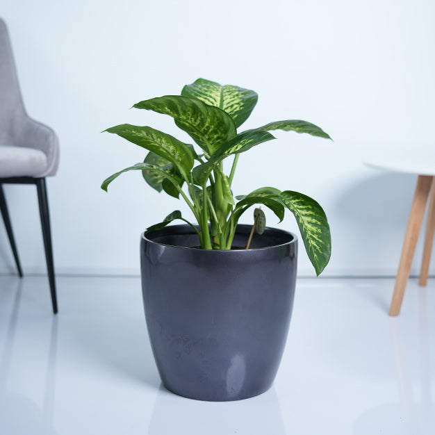 Dieffenbachia
