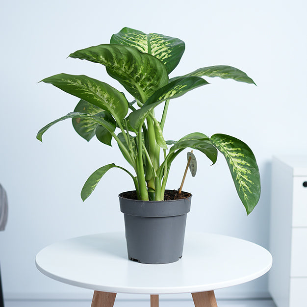 Dieffenbachia