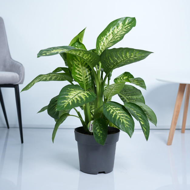 Dieffenbachia