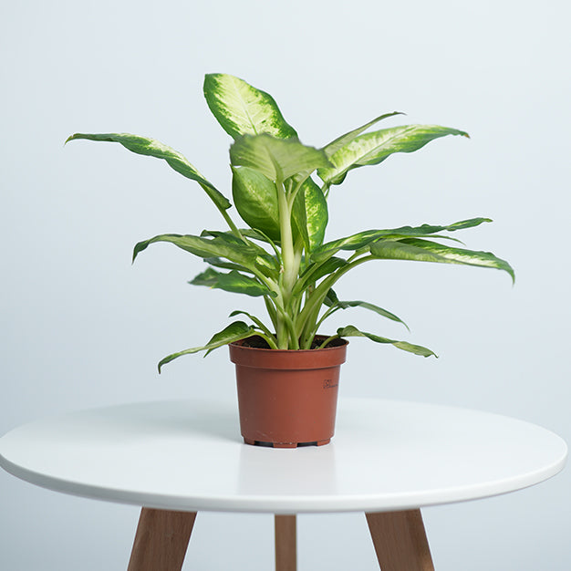 Dieffenbachia