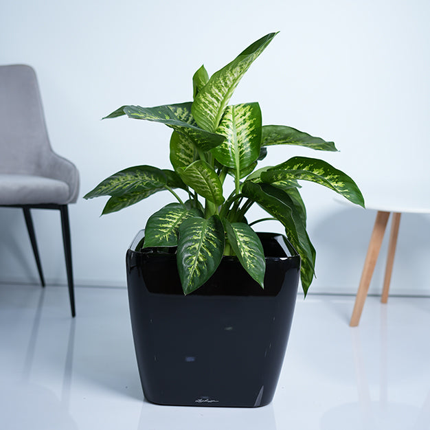 Dieffenbachia