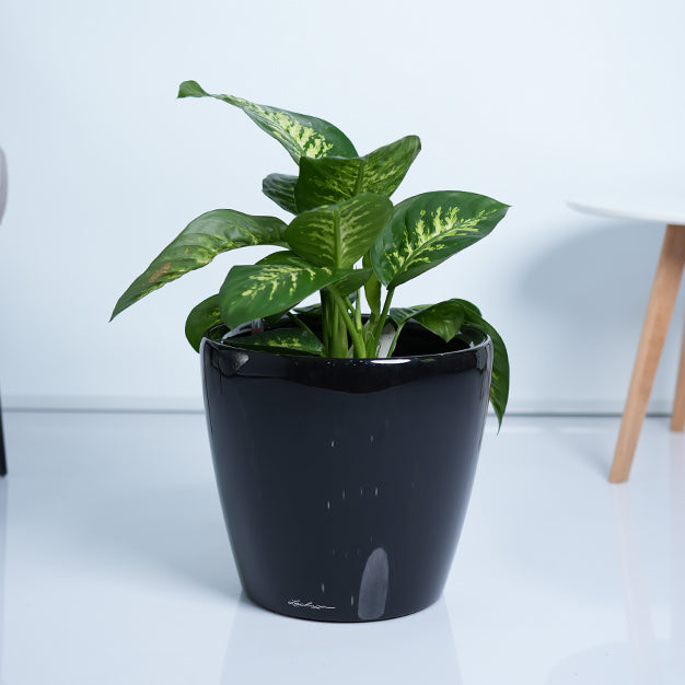 Dieffenbachia