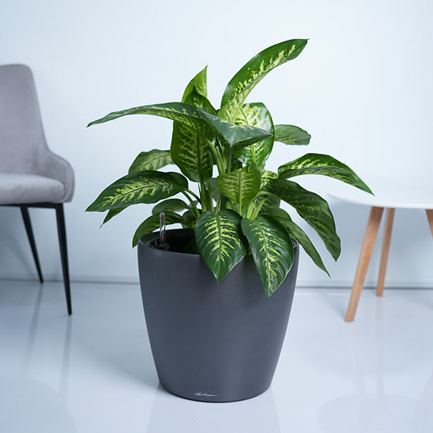 Dieffenbachia