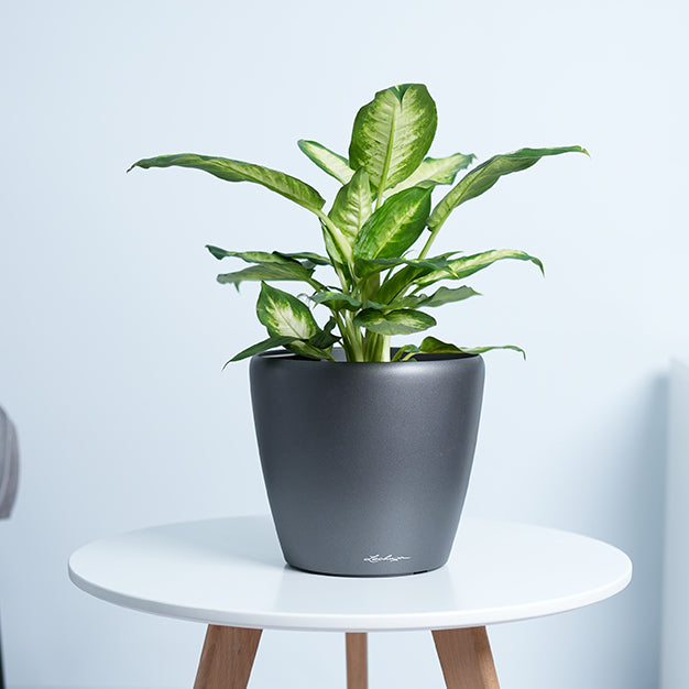 Dieffenbachia