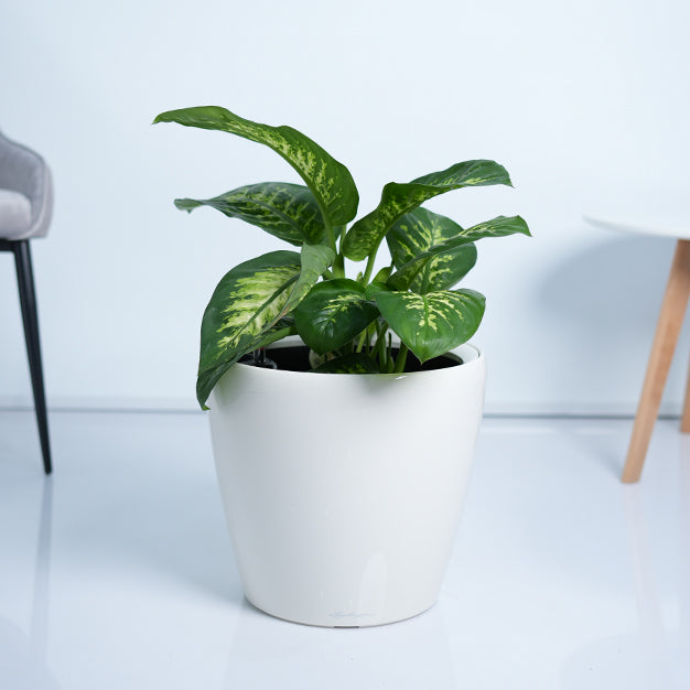 Dieffenbachia