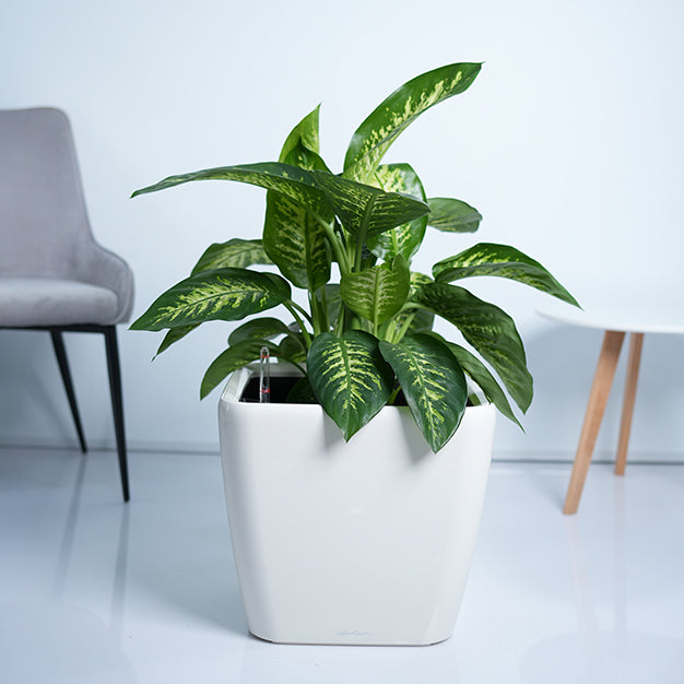 Dieffenbachia