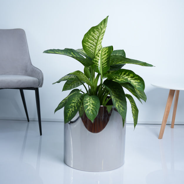 Dieffenbachia