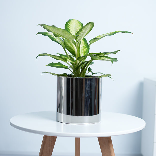 Dieffenbachia