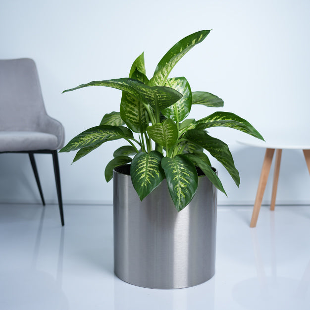 Dieffenbachia