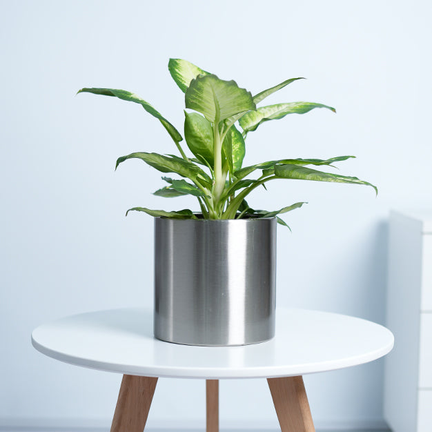 Dieffenbachia