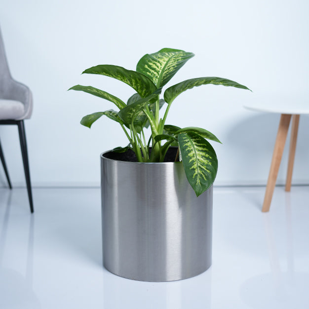 Dieffenbachia