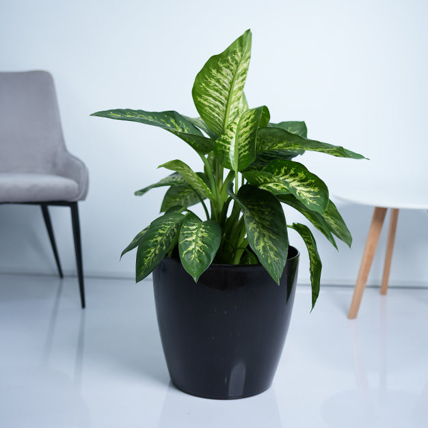 Dieffenbachia
