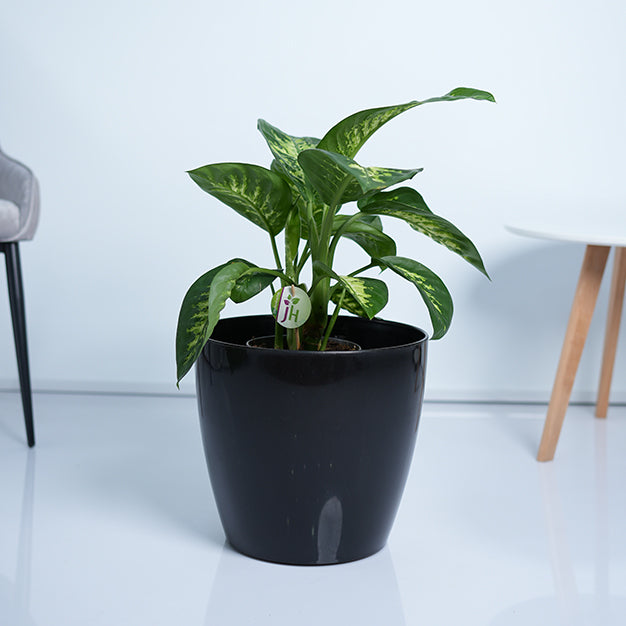 Dieffenbachia