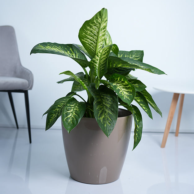 Dieffenbachia