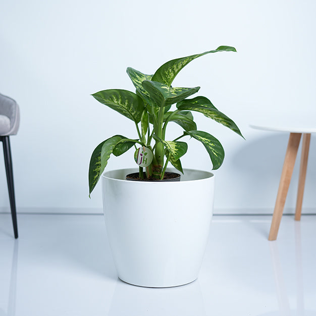 Dieffenbachia